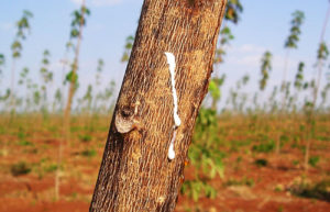 Diferencias Entre Caucho Natural Y Caucho Vulcanizado Sooluciona My