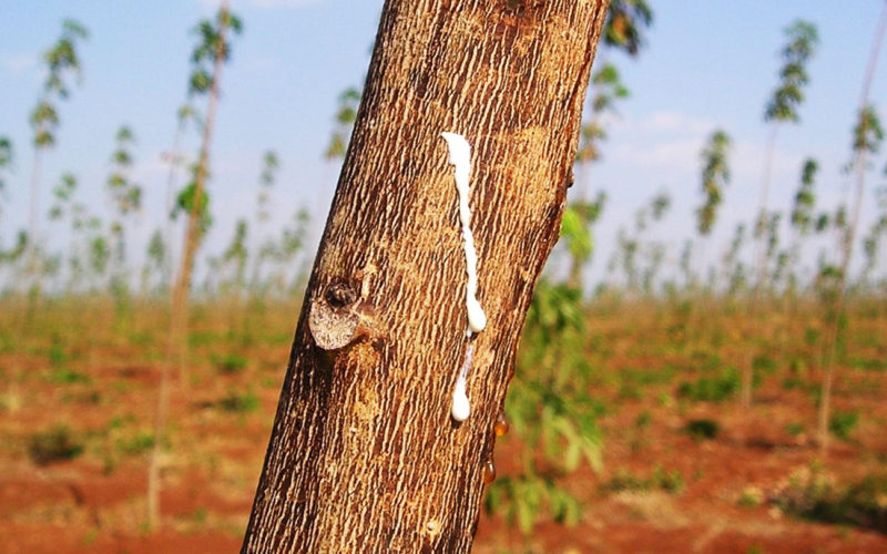 Diferencias entre el caucho vulcanizado y el caucho natural