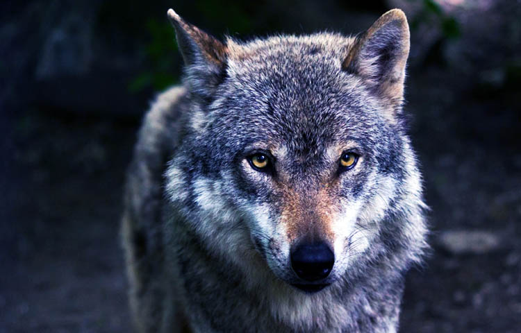 Diferencias entre el lobo y el zorro – Sooluciona