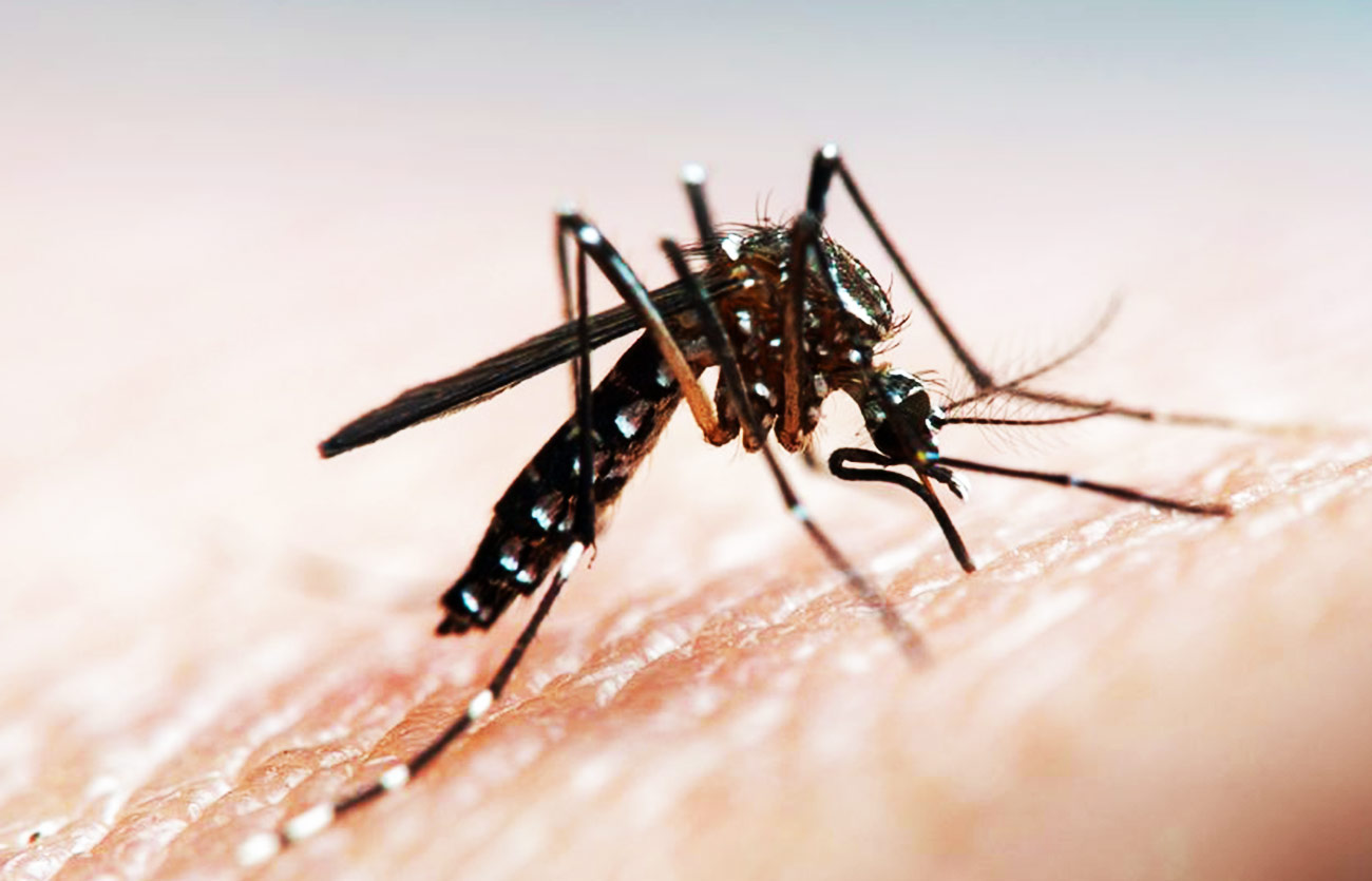 Diferencias entre el mosquito normal y el mosquito del dengue