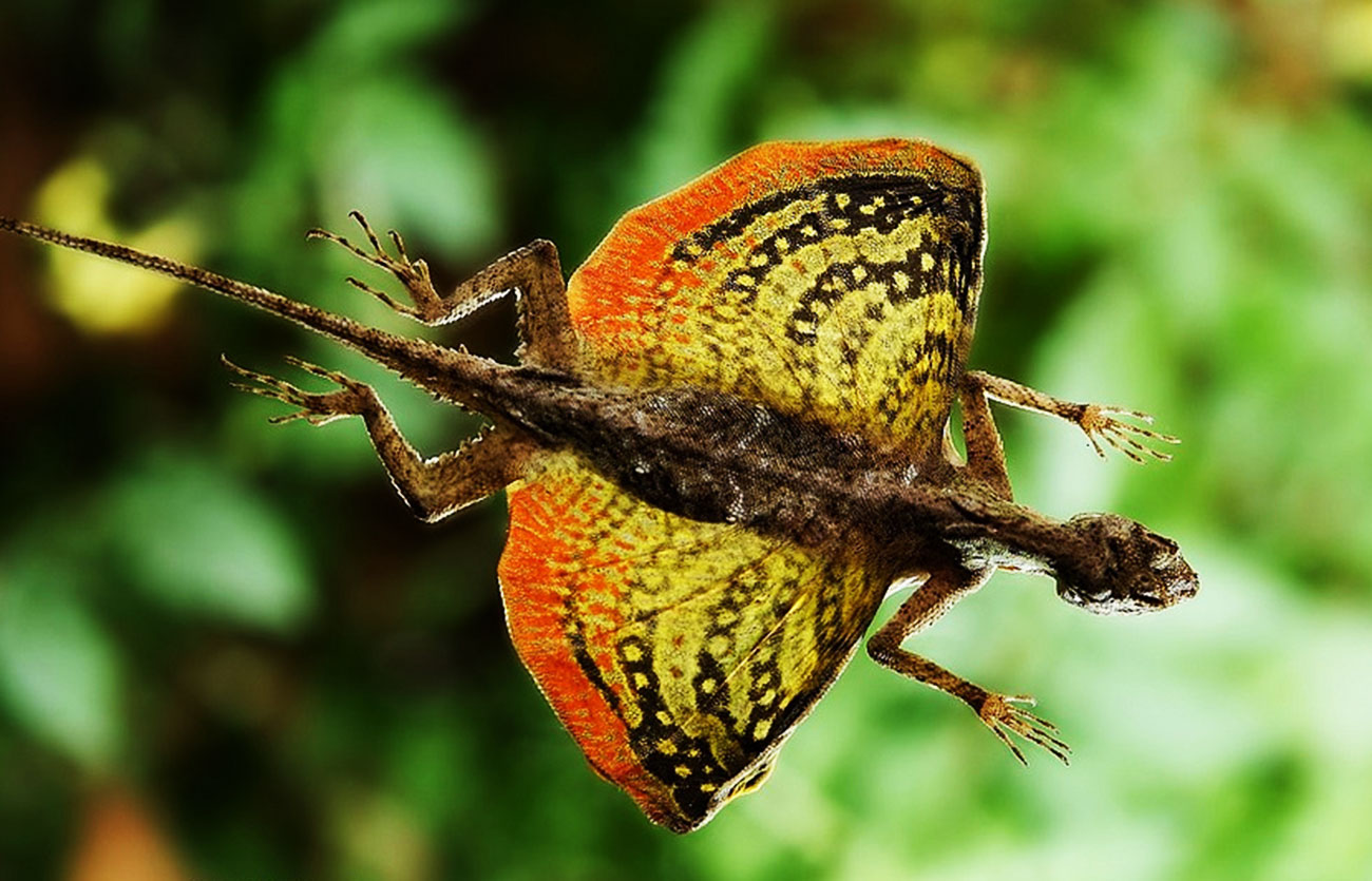 Diferencias entre el pájaro y el lagarto volador