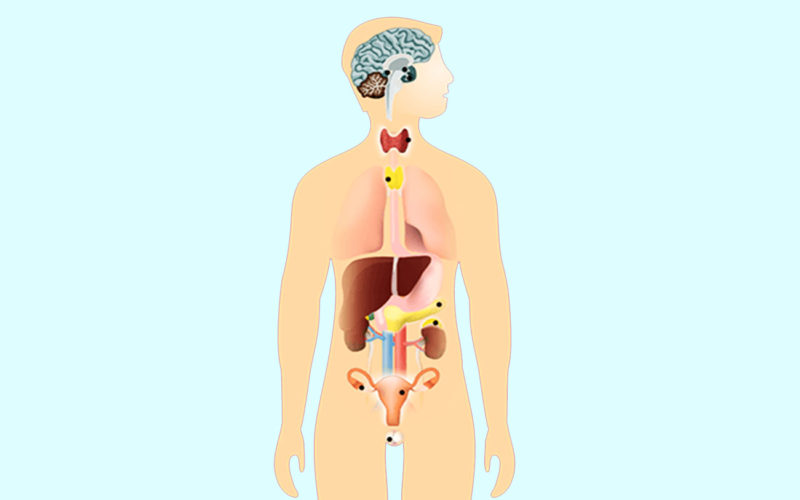 Diferencias entre el sistema endocrino y el sistema exocrino