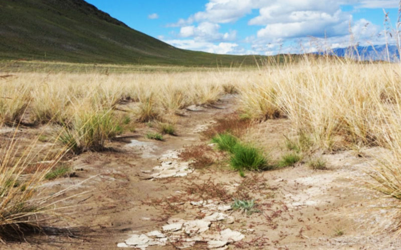 Diferencias entre el suelo alcalino y el suelo salino