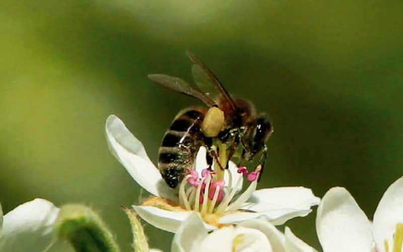 Diferencias entre la alogamia y la xenogamia