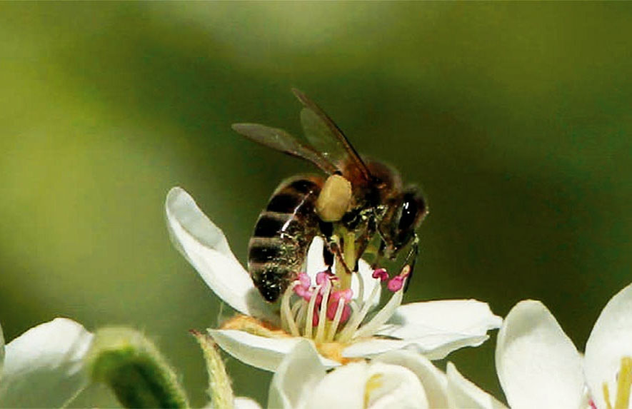 Diferencias entre la alogamia y la xenogamia