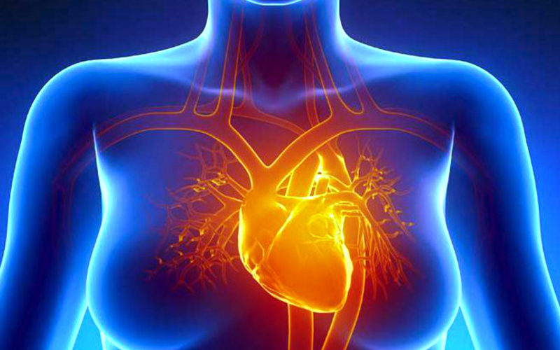 Diferencias entre la cardiomiopatía y la cardiomegalia