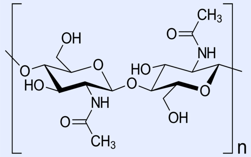 Diferencias entre la celulosa y la quitina