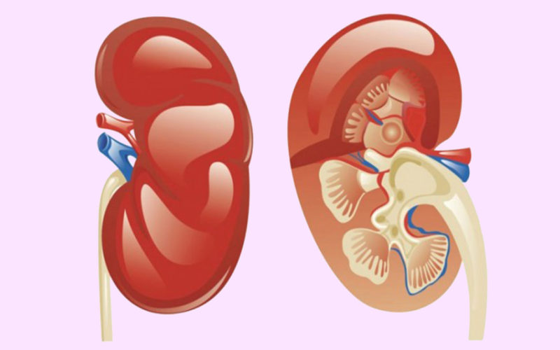 Diferencias entre la corteza renal y la médula renal