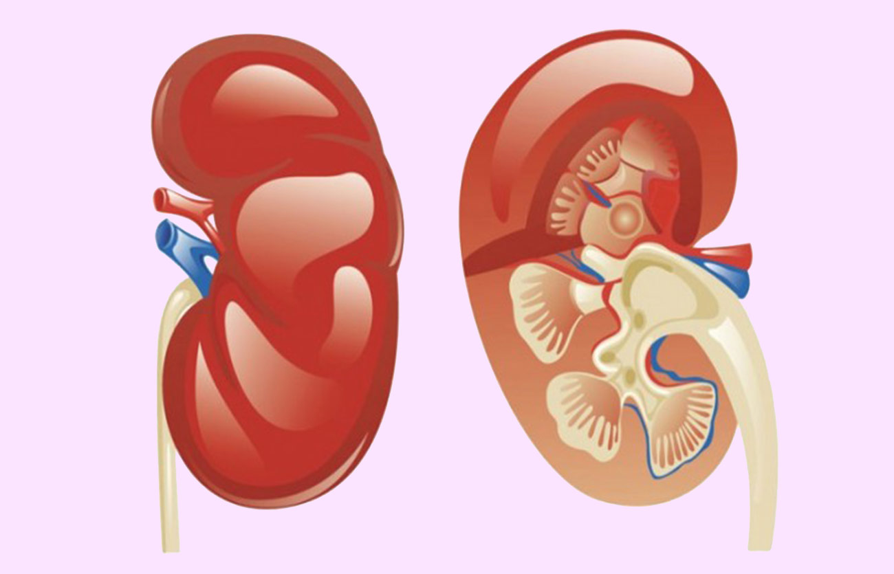Diferencias entre la corteza renal y la médula renal