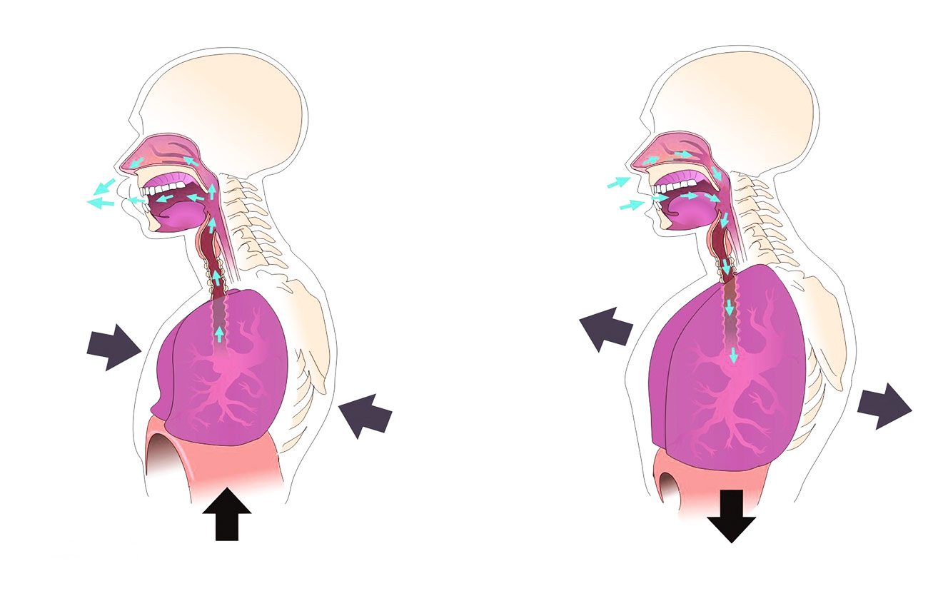 Diferencias entre la espiración y la inspiración