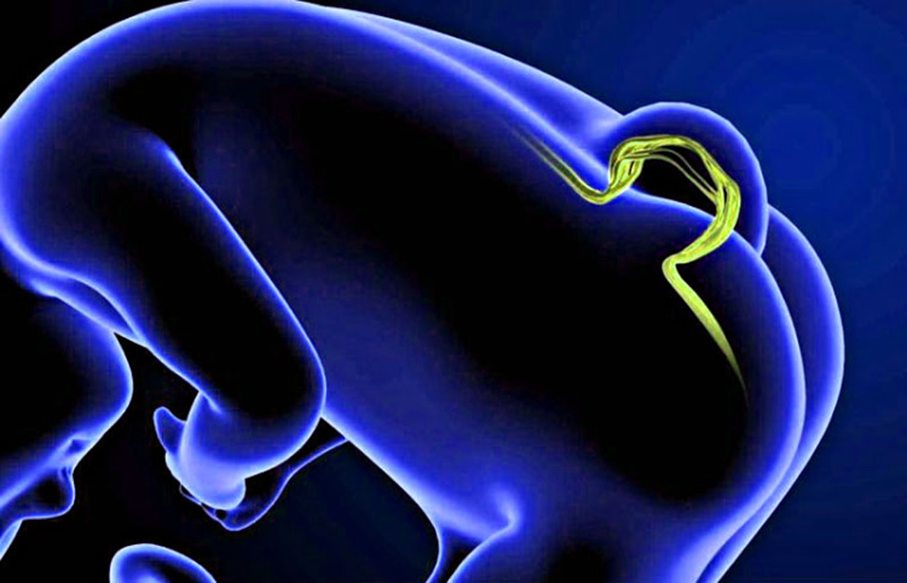 Diferencias entre la gastrulación y la neurulación