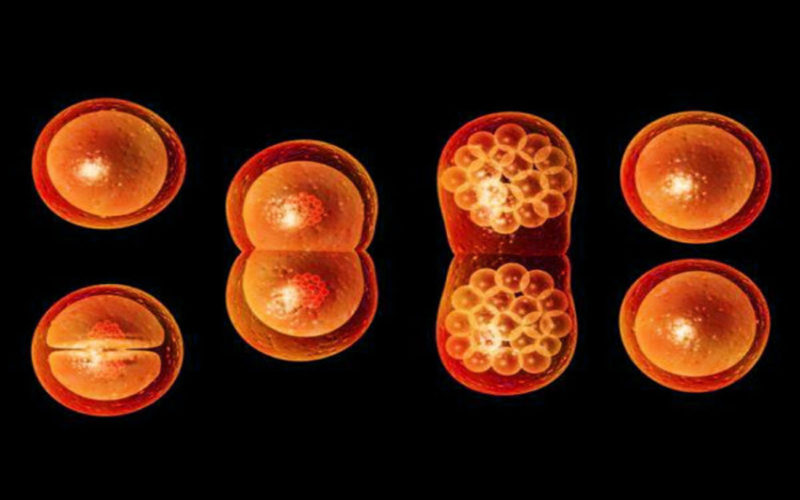 Diferencias entre la mitosis y la interfase