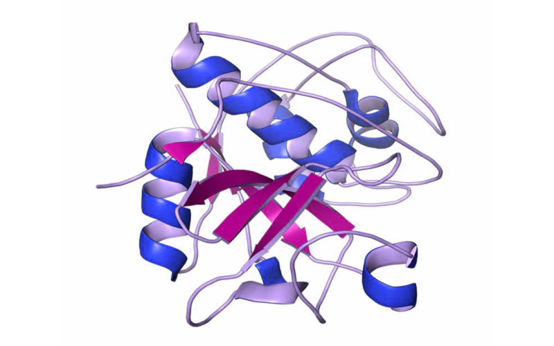 Diferencias entre la peptidasa y la proteasa