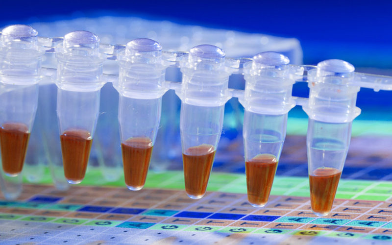 Diferencias entre la replicación de ADN y la PCR