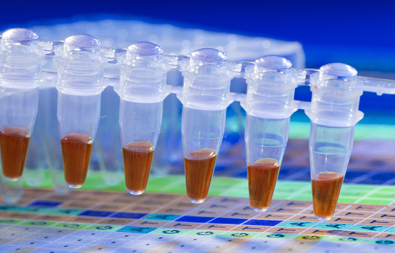 Diferencias entre la replicación de ADN y la PCR