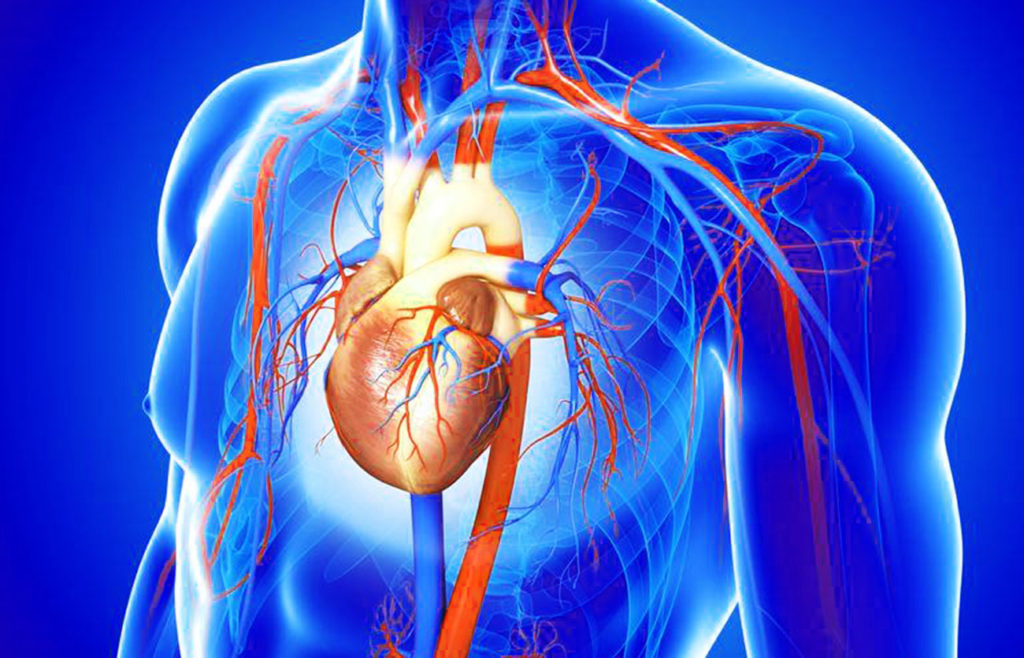 Vena Cava Vs Aorta