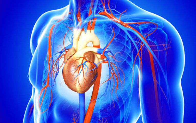 Diferencias entre la vena cava y la aorta