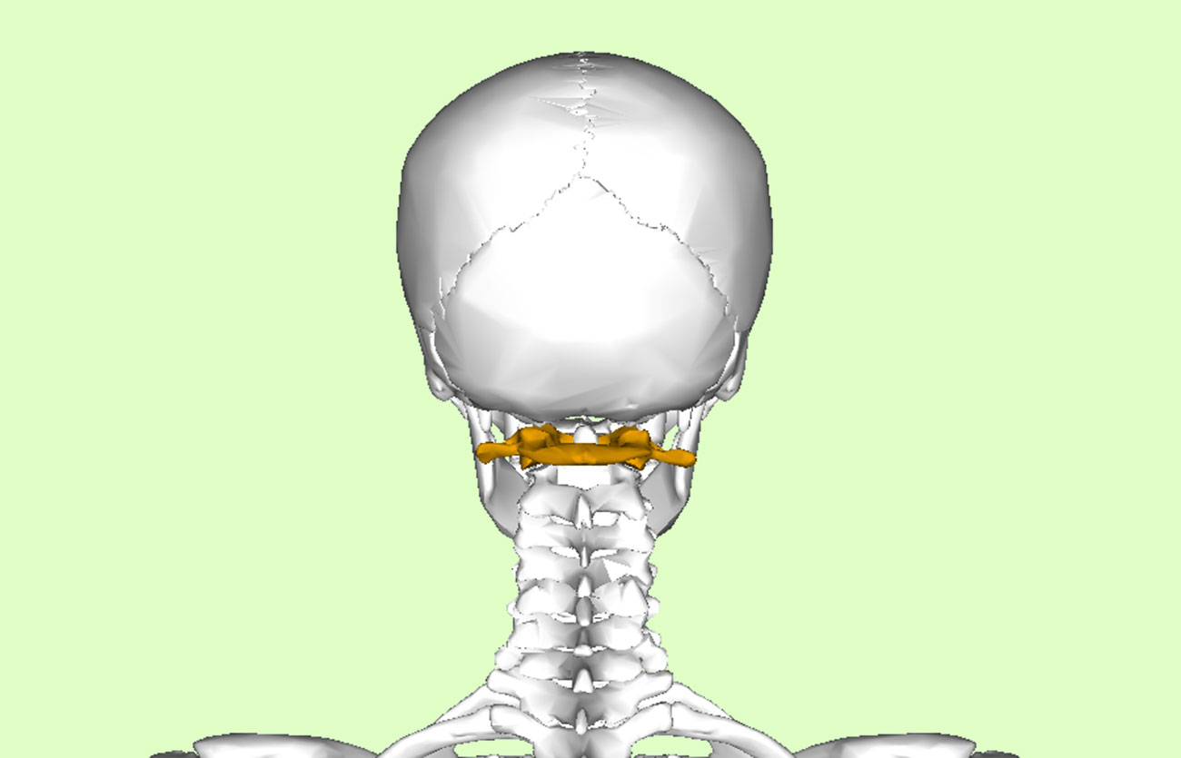 Diferencias entre la vértebra axis y la vértebras atlas