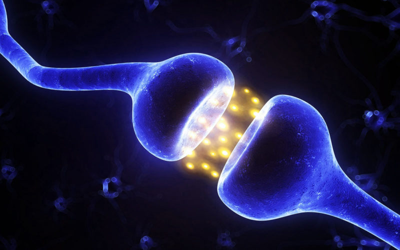 Diferencias entre las neuronas y las nefronas