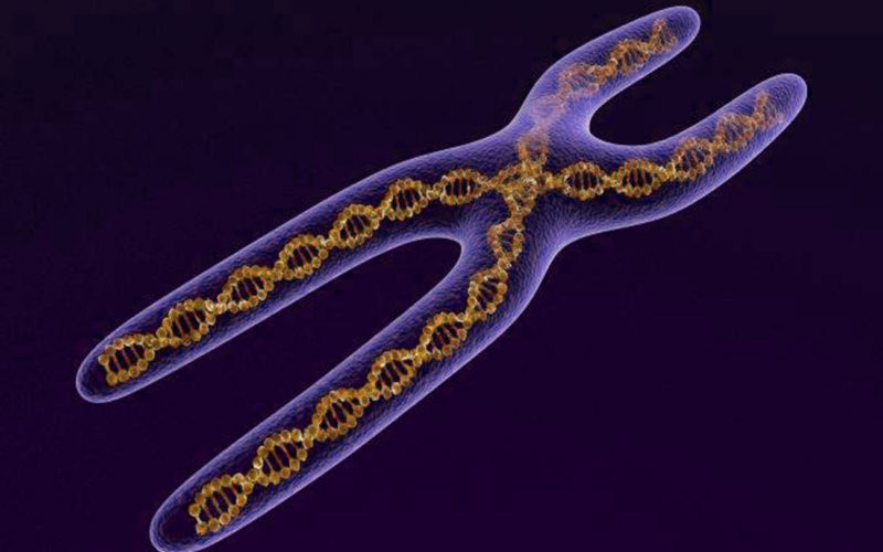 Diferencias entre los cromosomas submetacéntricos y metacéntricos