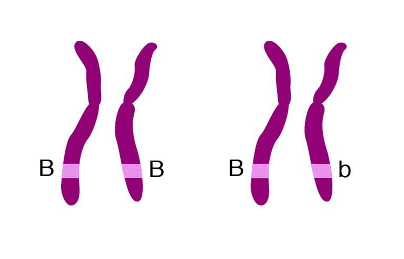 Diferencias entre los individuos homocigotos y los individuos heterocigotos