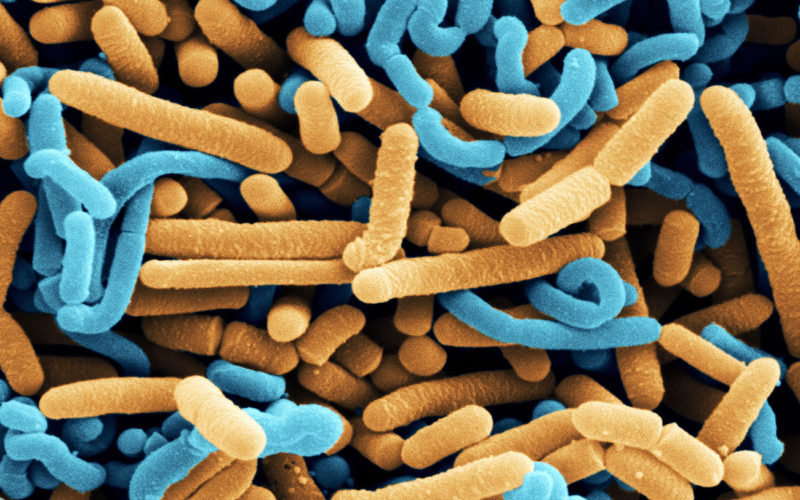 Diferencias entre los probióticos y los lactobacillus acidophilus