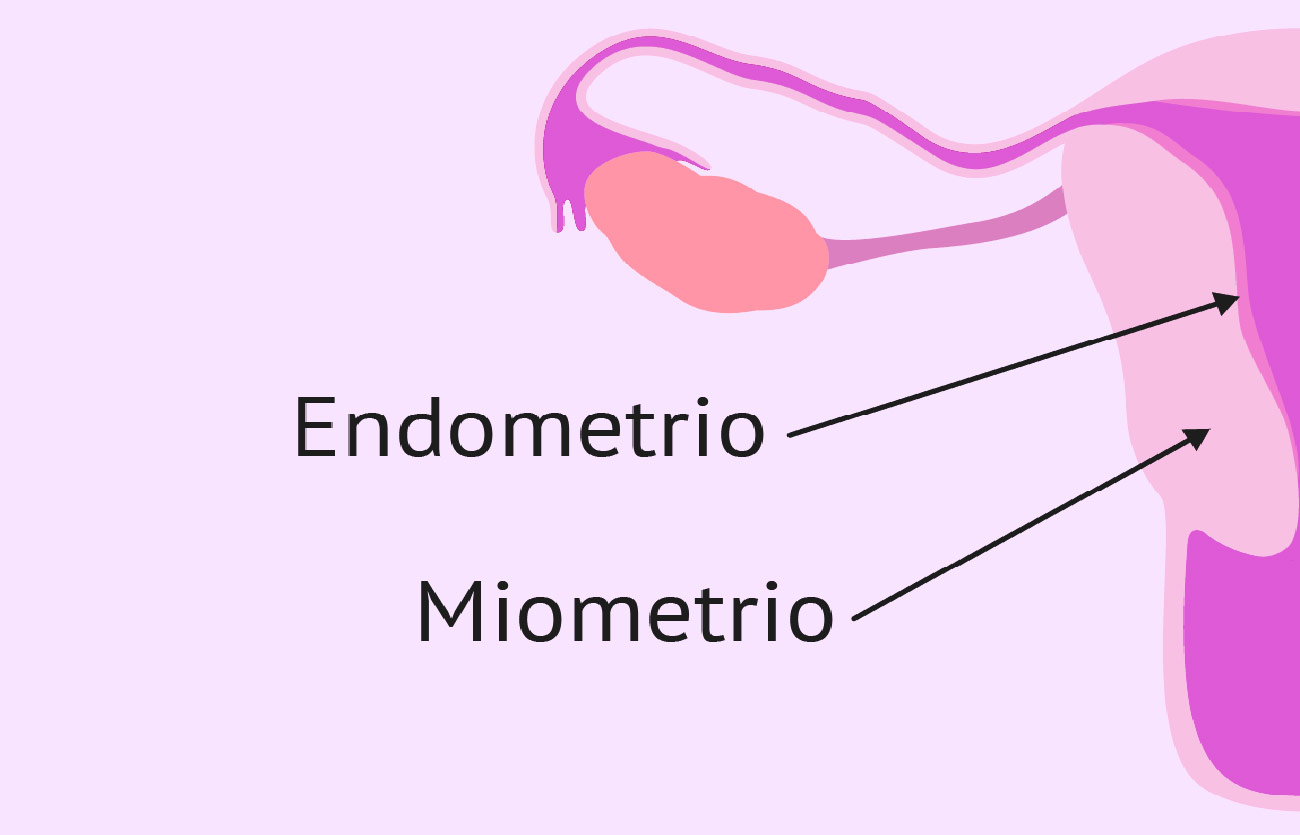 Diferencias entre endometrio y miometrio – Sooluciona