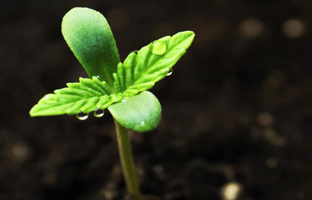 Diferencias entre plúmulo y epicotilo