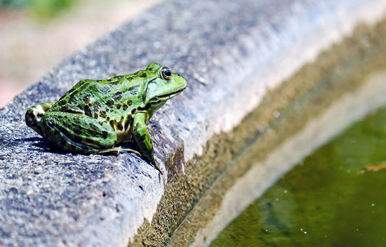 Diferencias entre reptil y anfibio