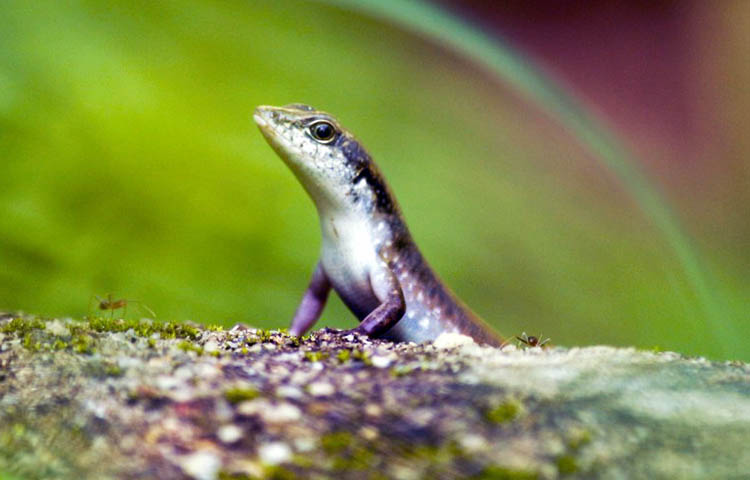 Diferencias entre serpiente y lagarto