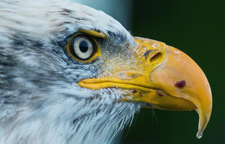 Diferencias entre águila y halcón – Sooluciona