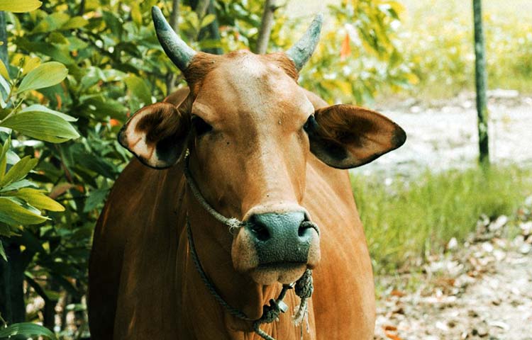 Diferencias entre buey y vaca