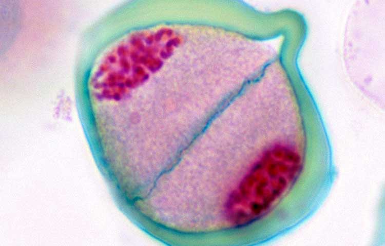 Diferencias entre citoplasma y protoplasma