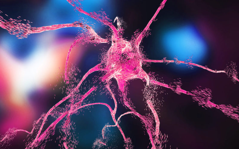 Diferencias entre la apoptosis y la autólisis