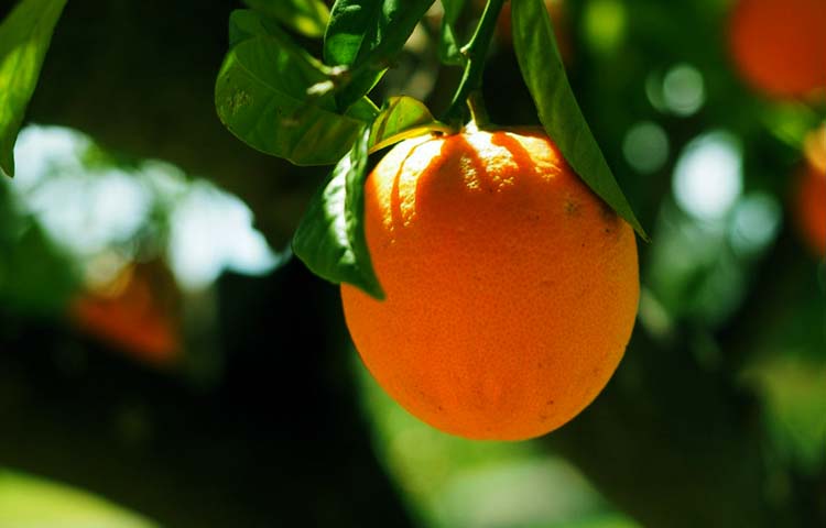 Diferencias entre naranja y mandarina