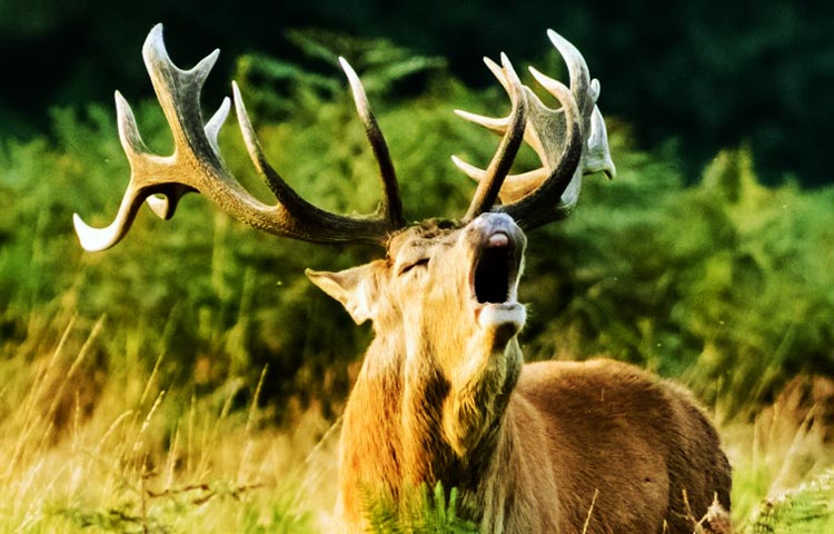 Diferencias entre ciervos y alces