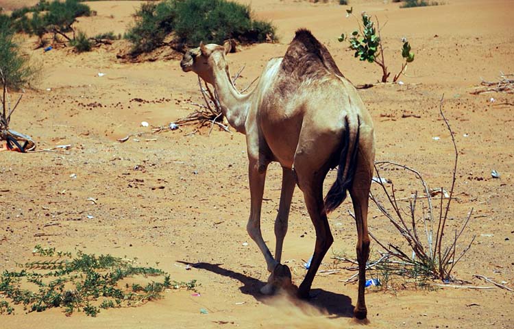 Diferencias entre dromedario y camello bactriano