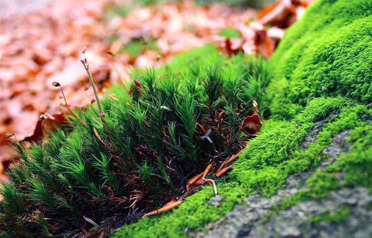 Diferencias entre ecología y ecosistema