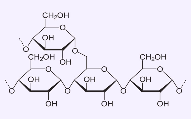 Diferencias entre el glucógeno y la amilopectina