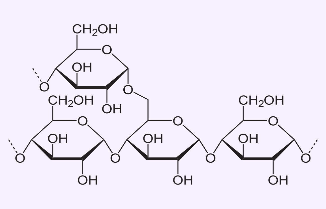 Diferencias entre el glucógeno y la amilopectina