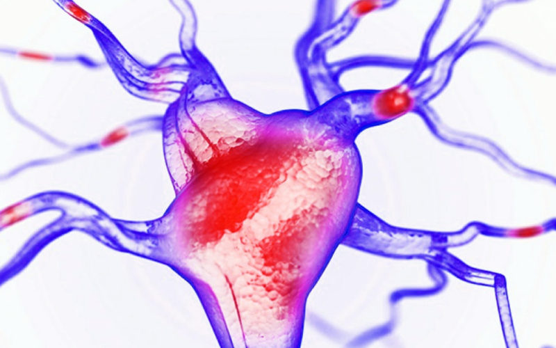 Diferencias entre el neuromodulador y el neurotransmisor