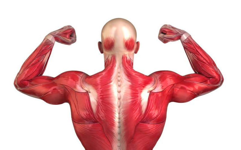 Diferencias entre el tejido nervioso y el tejido muscular