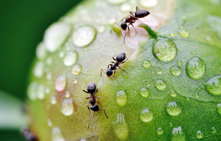 Diferencias entre hormigas y termitas