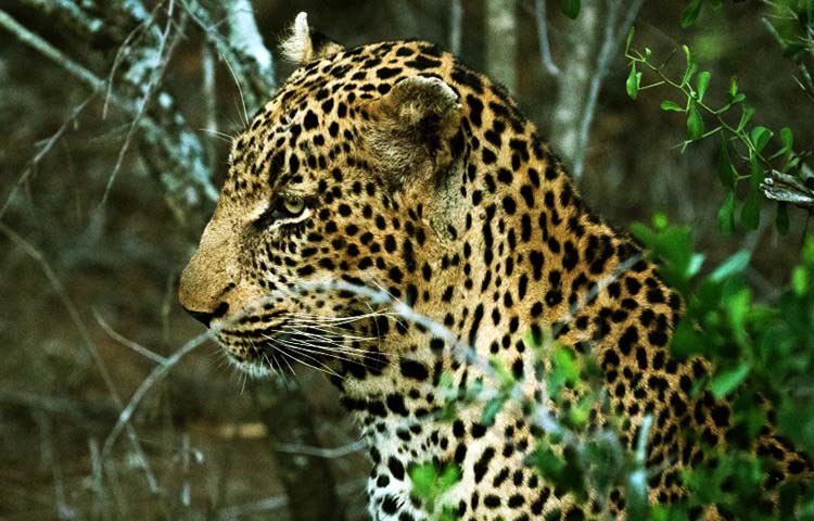 Diferencias entre jaguar y leopardo