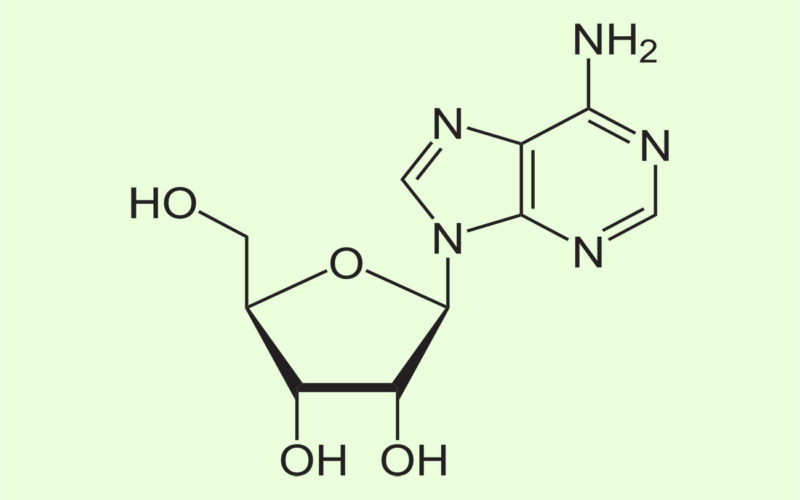 Diferencias entre la adenina y la adenosina