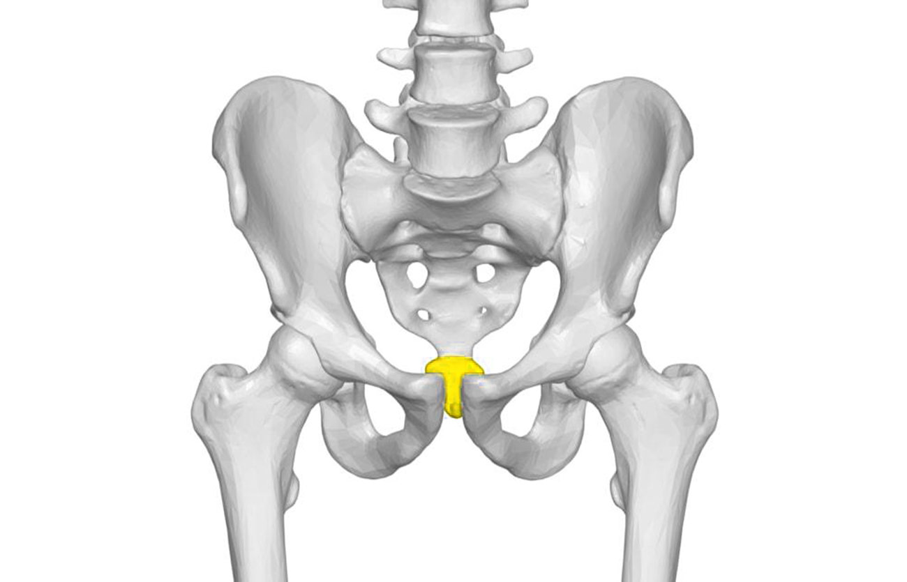 Diferencias entre las estructuras vestigiales y las estructuras homólogas