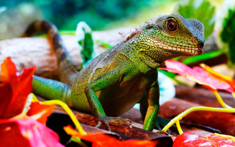 Cuál es el habitat de los camaleones