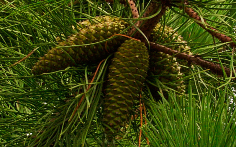 Cuáles son las plantas gimnospermas