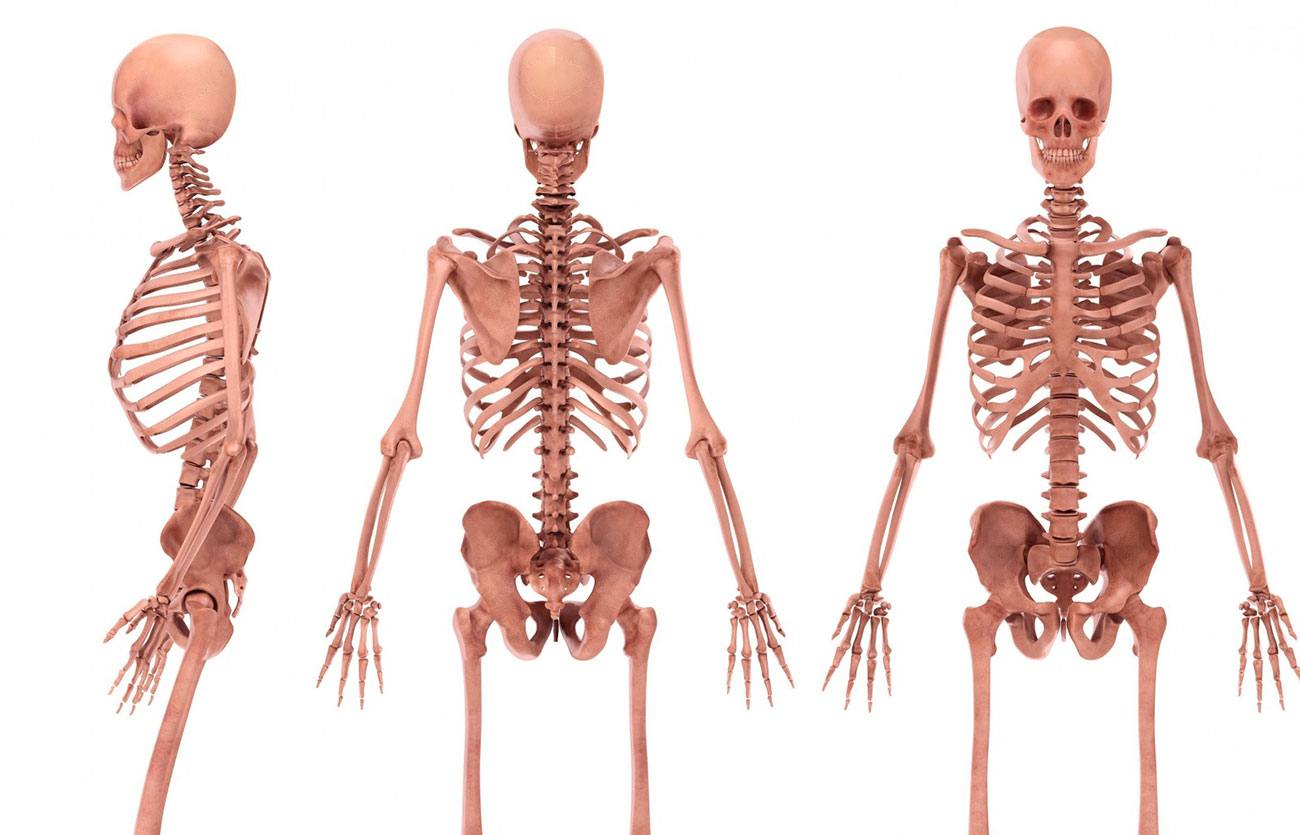Cuántos huesos tiene el cuerpo humano