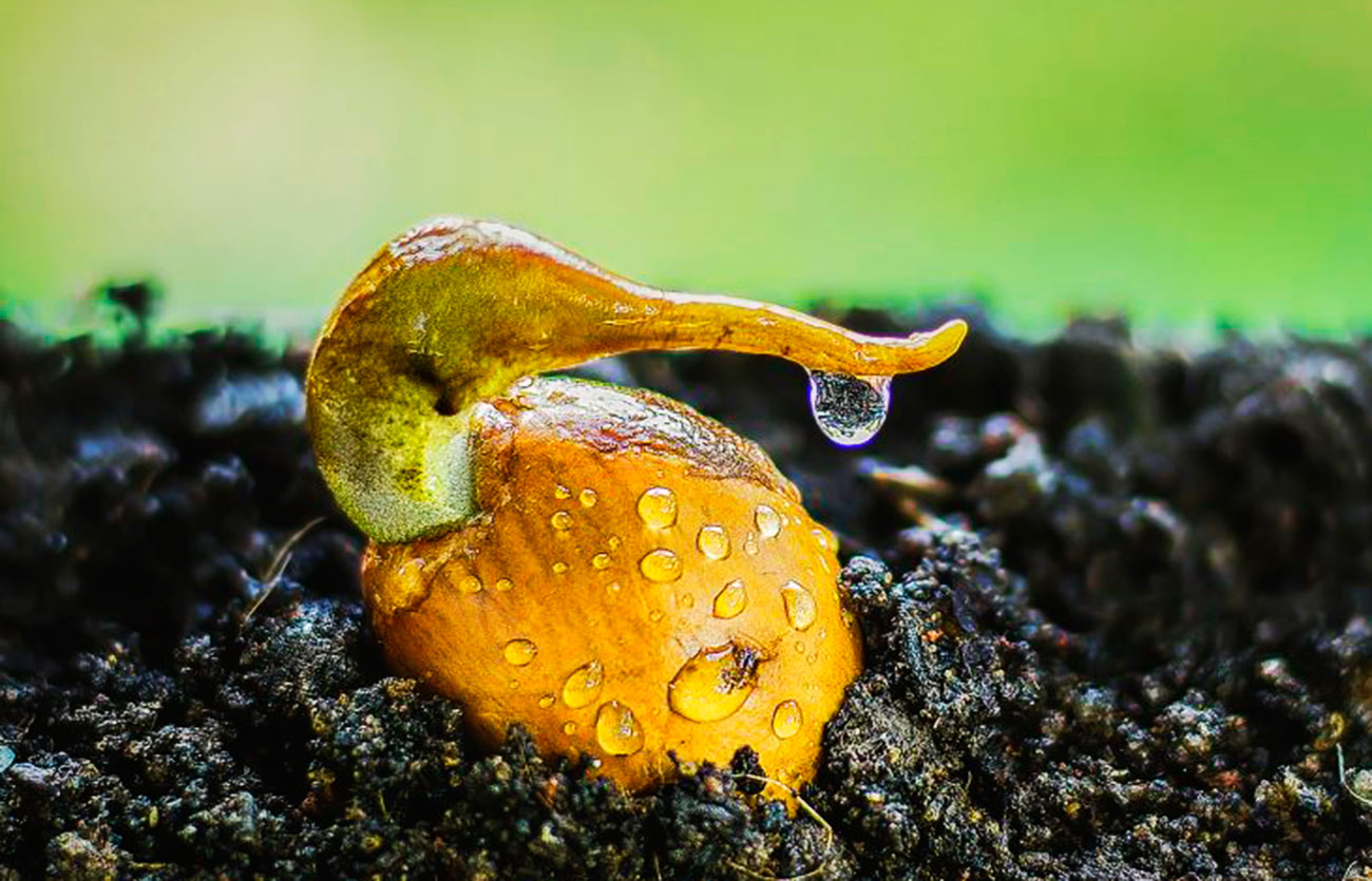 Cuál es el proceso de la germinación de las plantas